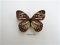 藏品(臺灣斑眼蝶)的圖片